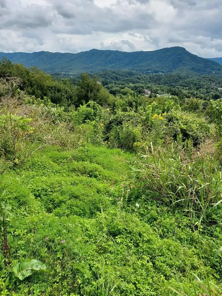 TBD CHAMPION STREET, Cedar Bluff, VA 24609 - #3