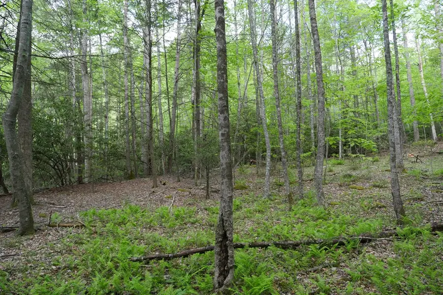 265 Still Hse Hollow Road, Saltville, VA 24370 - #2