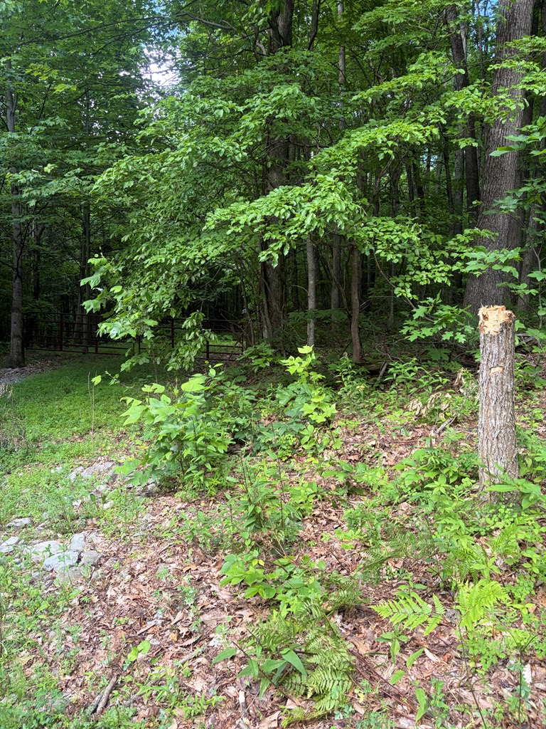 TBD Dark Hollow Road, North Tazewell, VA 24630 - #2