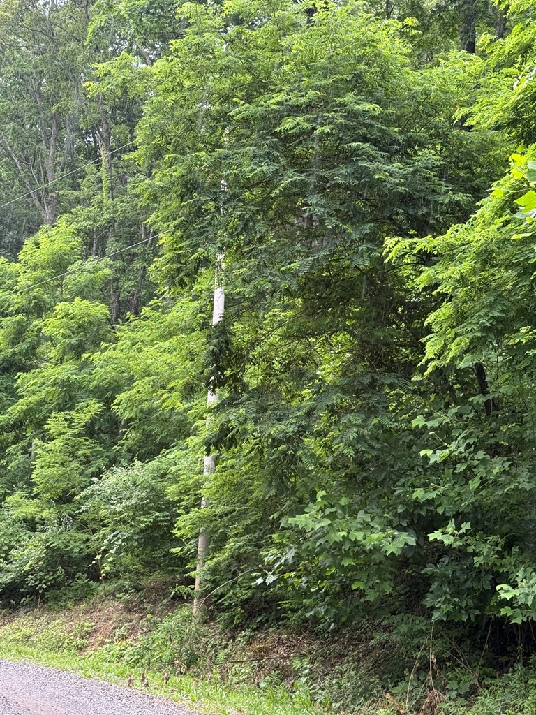 TBD Cove Creek RD- State Route 662, Bastian, VA 24314 - #2