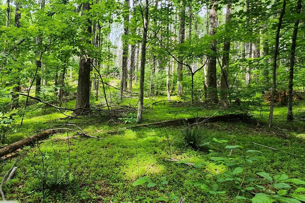 Lot 45 Southern View Trail, Fancy Gap, VA 24328 - #1