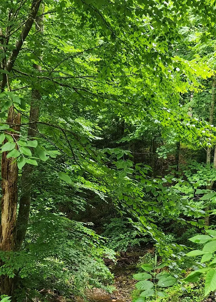 Lot 16 Misty Dawn Trail, Fancy Gap, VA 24328 - #3