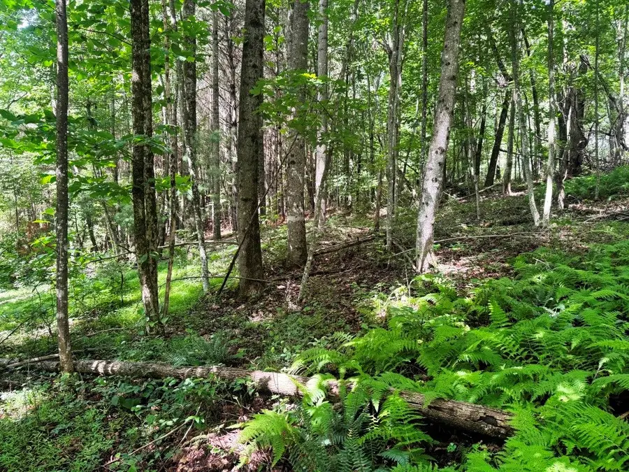 Lot 1 Kelly Rd, Fancy Gap, VA 24328 - #3
