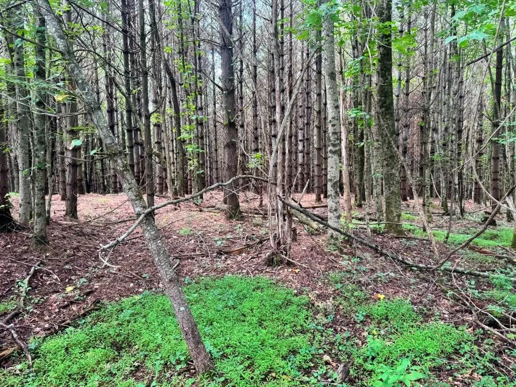 Lot 3 Kelly Rd, Fancy Gap, VA 24328 - #1