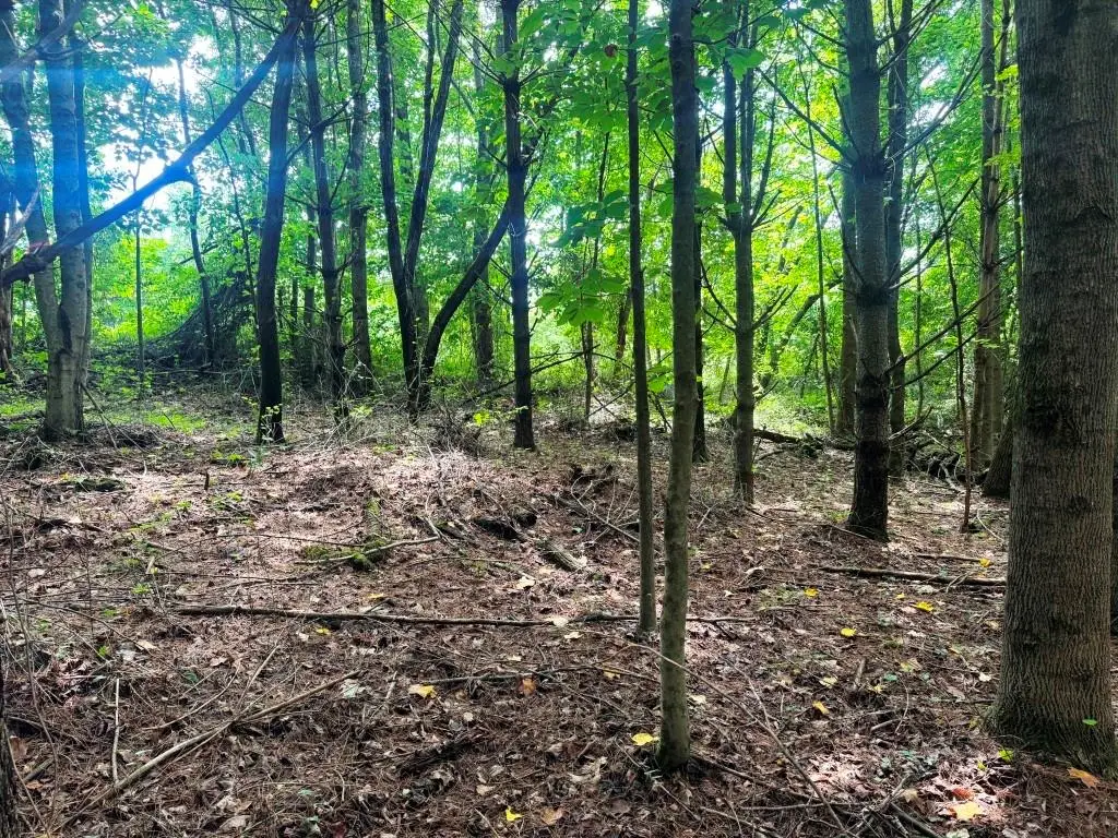 Lot 4 Kelly Rd, Fancy Gap, VA 24328 - #1