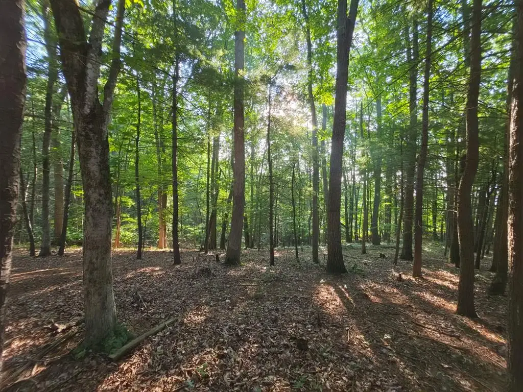 TBD Shady Forest Rd, Max Meadows, VA 24360 - #1