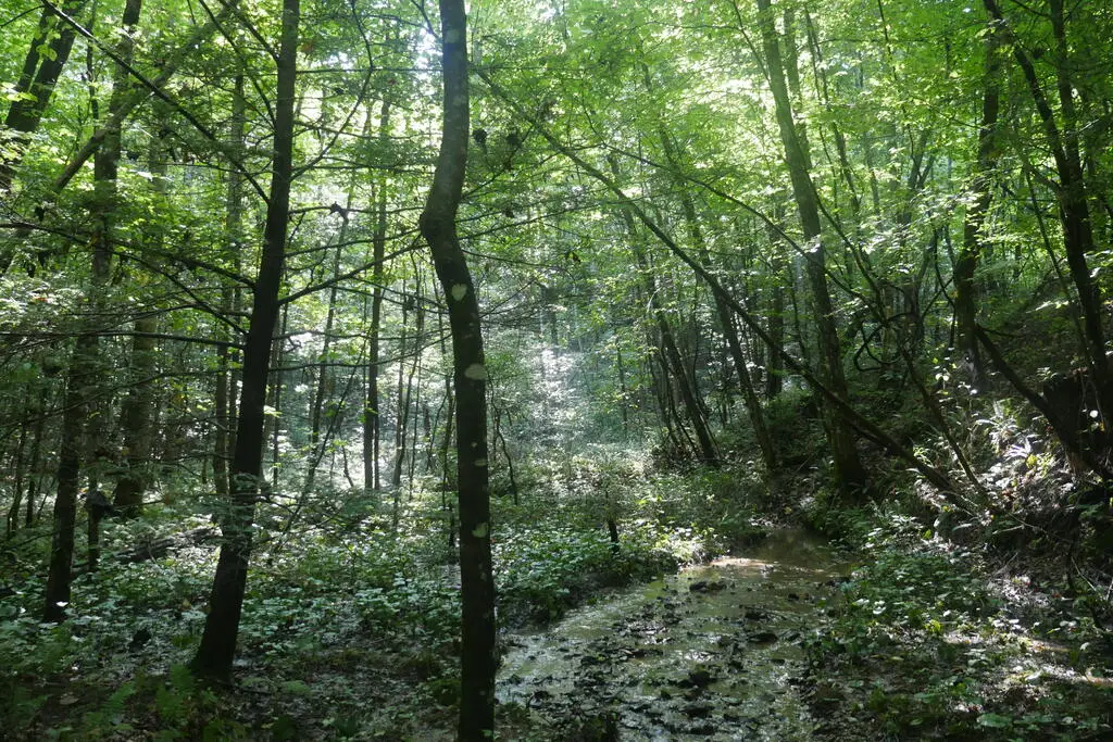 TBD State Rte 606, Pennington Gap, VA 24265 - #1