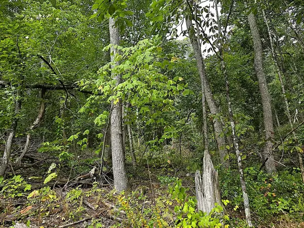 46 acres Dark Hollow Lane, Bluefield, VA 24605