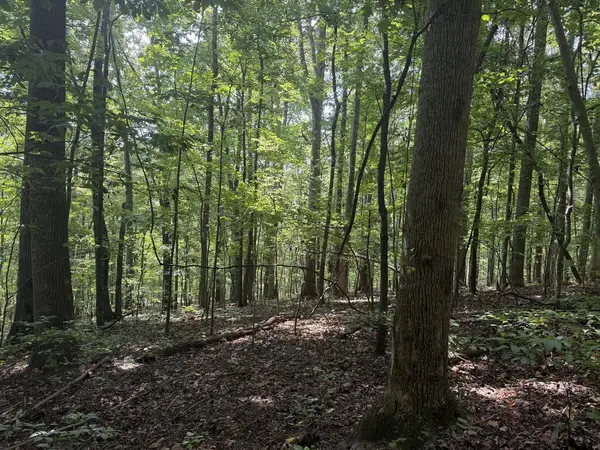 TBD Buchanan Rd, Glade Spring, VA 24340