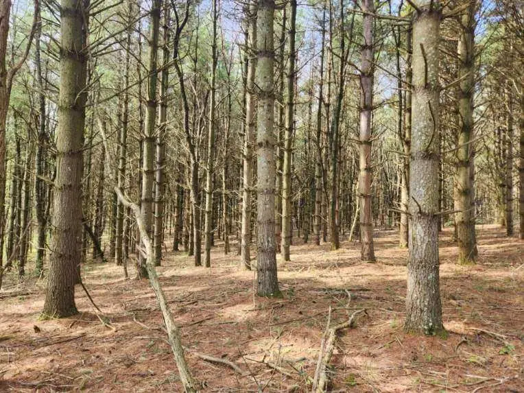 TBD Allis Chalmers Road, Rural Retreat, VA 24368 - Image #2