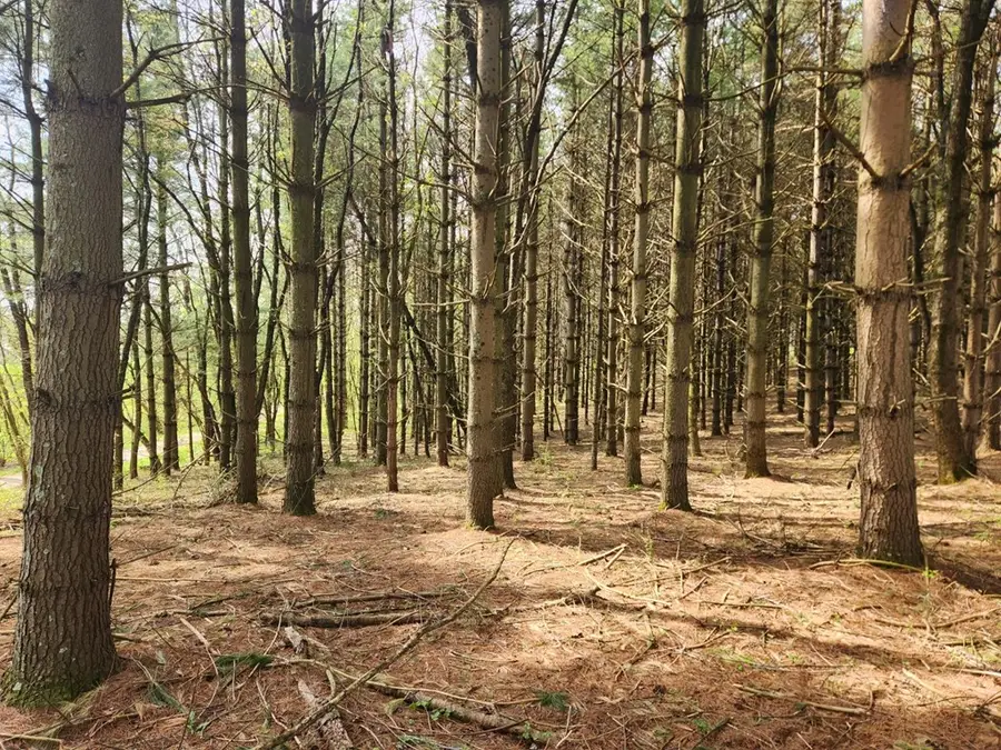 TBD Allis Chalmers Road, Rural Retreat, VA 24368 - Image #3