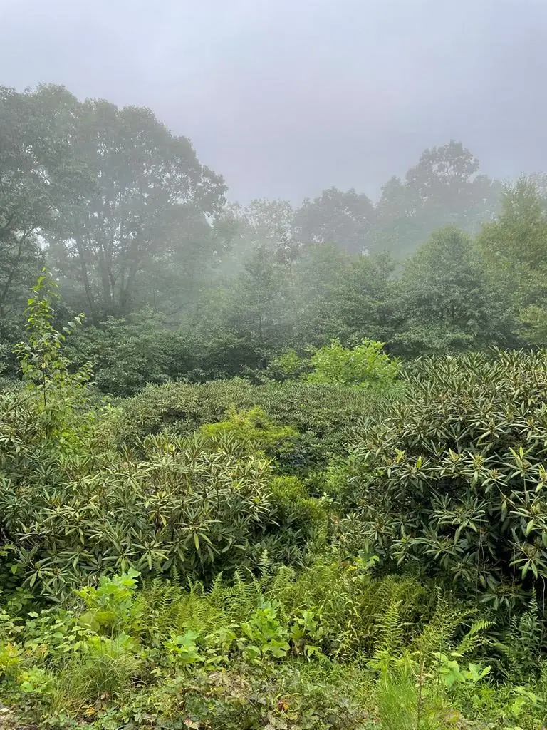 00 Buck Hollar Rd, Hillsville, VA 24343 - Image #1