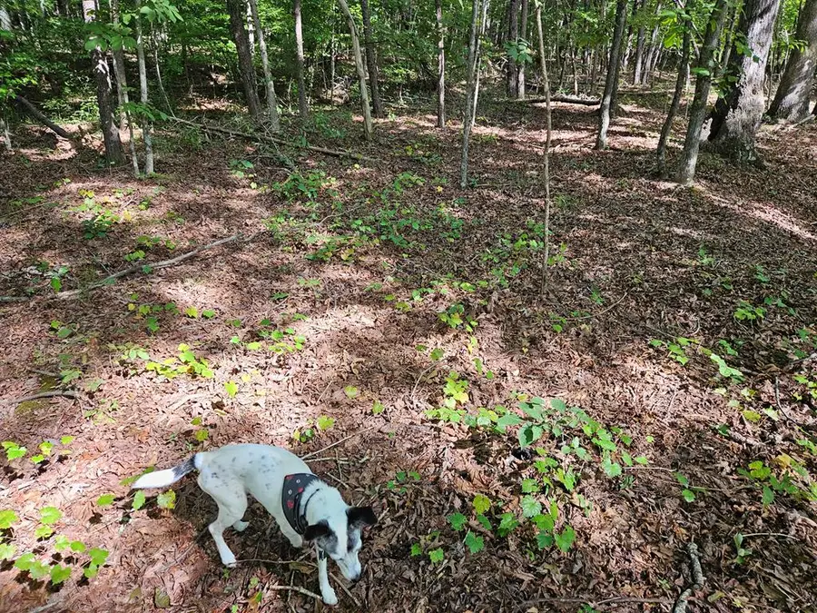 00 Grogan Road TK 6, Stoneville, NC 27048 - Image #3