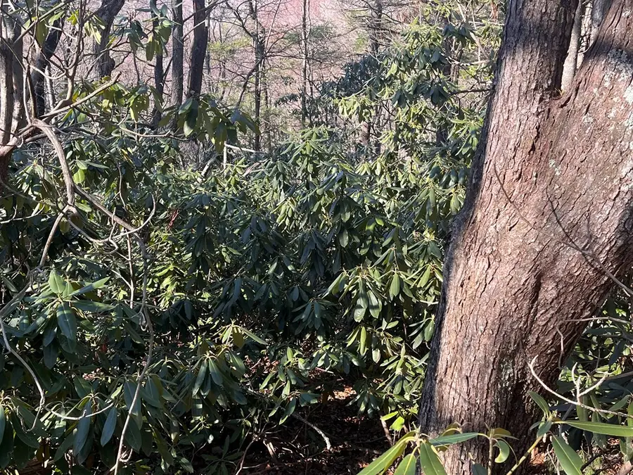 Tbd Rock Ledge Tr, Fancy Gap, VA 24328 - #3