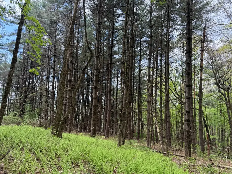 TBD Danville  Pike, Laurel Fork, VA 24352 - Image #3