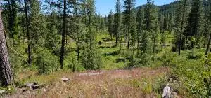 20X Lynx Creek Rd, INCHELIUM, WA 99138