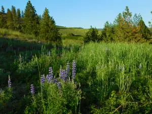 TBD Spirit Ridge Way, Rice, WA 99167 - Image #2