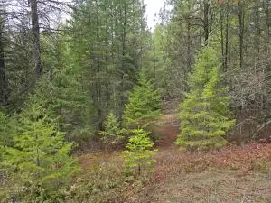 3XX Gold Creek Rd, Colville, WA 99114 - #3