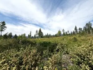 TBD Rockabye Ln, Curlew, WA 99118 - Image #2