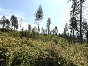 TBD Rockabye Ln, CURLEW, WA 99118