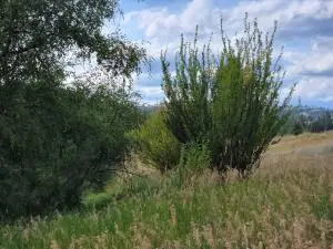 TBD Curlew Dr, Republic, WA 99166 - Image #3