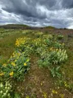 TBD Earl Rd. N., Davenport, WA 99122 - #2