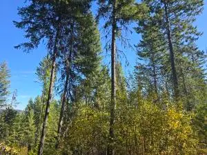 2XXX Quinns Meadow Rd, Colville, WA 99114 - #3