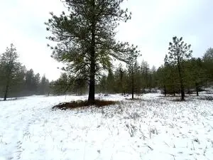 122 Art Creek Rd, Malo, WA 99150 - Image #2