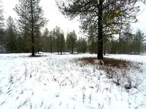 122 Art Creek Rd, Malo, WA 99150 - Image #3