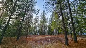 26XX Burnt Valley Rd, Chewelah, WA 99109 - Image #3