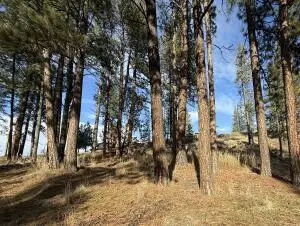 TBD Adams St, Republic, WA 99166 - Image #1