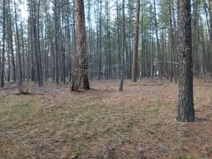 20XX Ray Anderson Rd, Kettle Falls, WA 99141 - Image #3