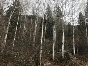 40XX N Stone Mountain Way, Colville, WA 99114 - #2