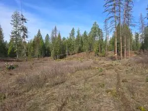 3XXX Larkspur Way, Kettle Falls, WA 99141 - #2