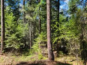 263 Twin Lakes Rd, Inchelium, WA 99138 - #2