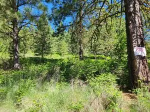 TBD Gold Mountain Rd, Republic, WA 99166 - #3
