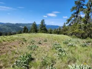 TBD Knob Hill East Rd, Republic, WA 99166 - #2