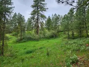 TBD Gold Mountain Rd, Republic, WA 99166 - #1