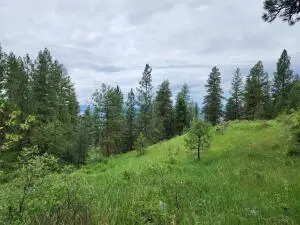 TBD Gold Mountain Rd, Republic, WA 99166 - #2