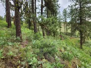 TBD Gold Mountain Rd, Republic, WA 99166 - #3