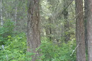 2594 F Flowery Trail Rd, CHEWELAH, WA 99109