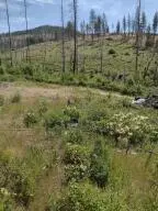 5067 Rail Canyon Rd, Springdale, WA 99173 - #1