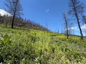 TBD 4th Of July Creek Rd, Danville, WA 99121 - #2