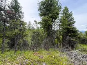 TBD Mule Deer Rd, Republic, WA 99166 - #3
