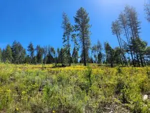 1492 Portrait Way, Colville, WA 99114 - #3