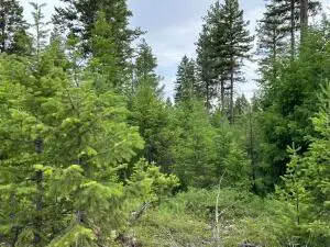 36XX Sheridan Rd, Republic, WA 99166 - #3