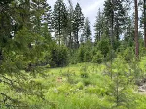 36XX Sheridan Rd, Republic, WA 99166 - #3