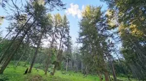 XX12 China Creek Rd, Evans, WA 99126 - #2