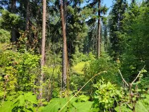 181 New Hope Dr, Malo, WA 99150 - #3
