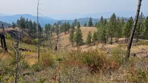 5884 Coyote Canyon Rd, Colville, WA 99114 - #1